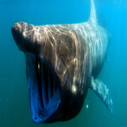 鲨鱼的世界破解版