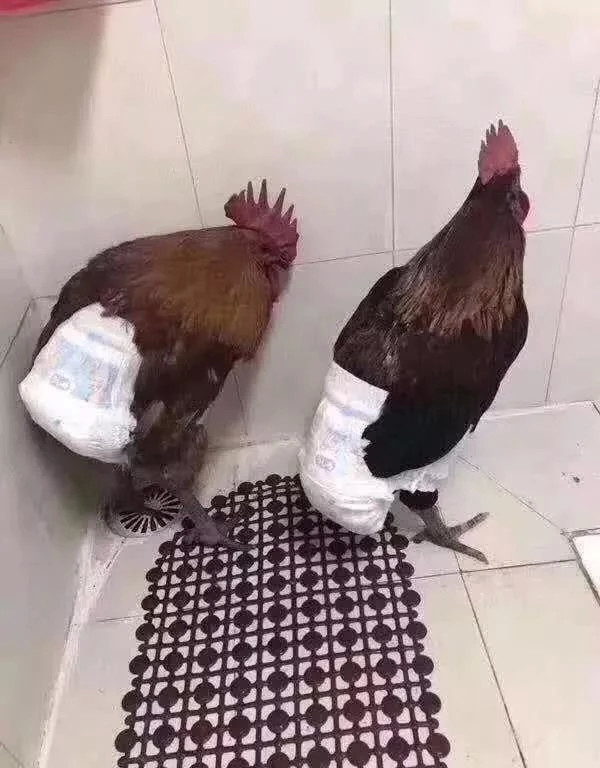 趣图：一晚上给你一千，你能坚持几天？