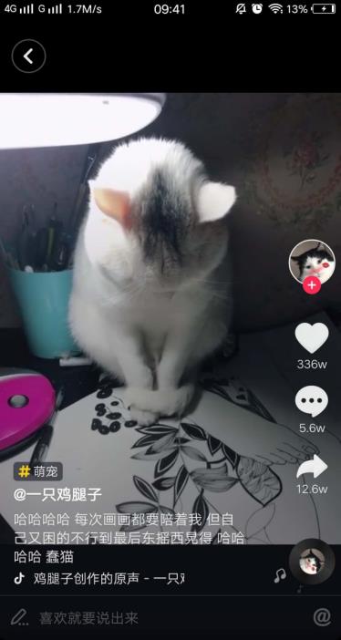 小猫陪主人画画 这条抖音触碰到网友心中的柔软
