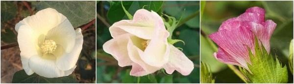 蚂蚁庄园7月29日答案是什么-蚂蚁庄园7月29日答案棉花是植物的花吗