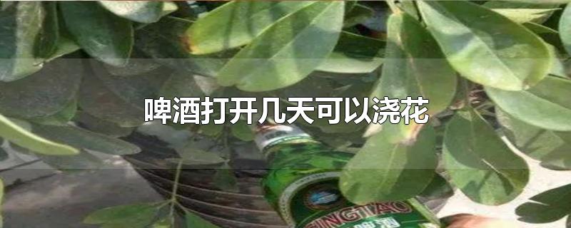 啤酒打开几天可以浇花-最新啤酒打开几天可以浇花整理解答