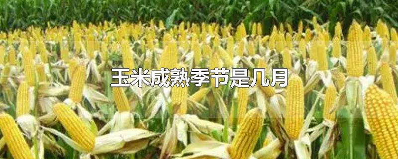 玉米成熟季节是几月-最新玉米成熟季节是几月整理解答