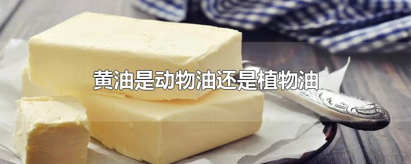 黄油是动物油还是植物油-最新黄油是动物油还是植物油整理解答