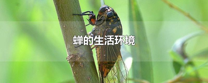 蝉的生活环境-最新蝉的生活环境整理解答