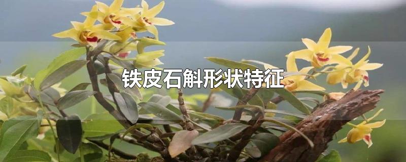 铁皮石斛形状特征-最新铁皮石斛形状特征整理解答