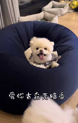 爱你咕叽咕叽汪是什么意思什么梗-爱你咕叽咕叽汪是什么歌