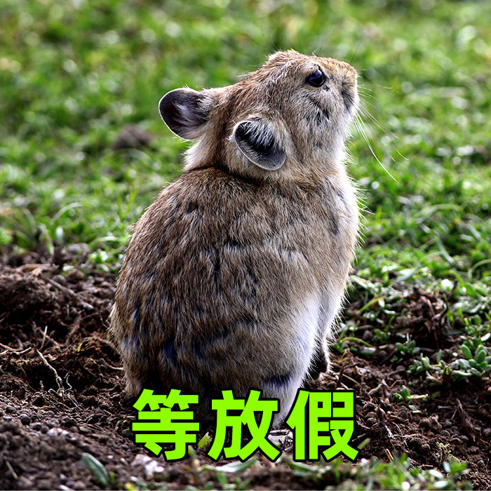 五一节后不想上班 超有趣表情包带你打起精神