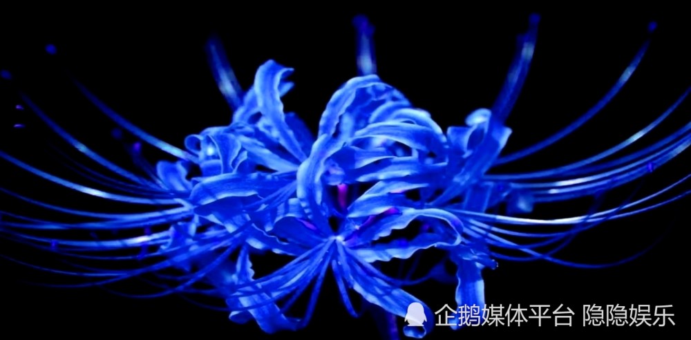 《鬼灭之刃》最大谜团之一蓝色彼岸花位置揭晓！炭治郎母亲也知道