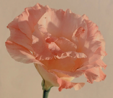 男朋友对自己冷暴力的说说-被男朋友冷落的伤感说说