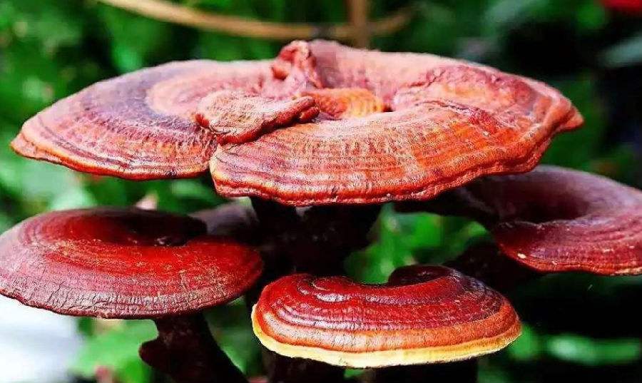 在哪里可以押注lpl的比赛__“骄慷”