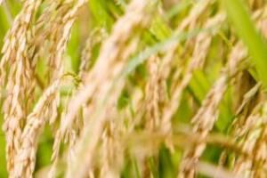 2022粮食补贴什么时候发放最新消息 2022粮食补贴什么时候发放最新消息