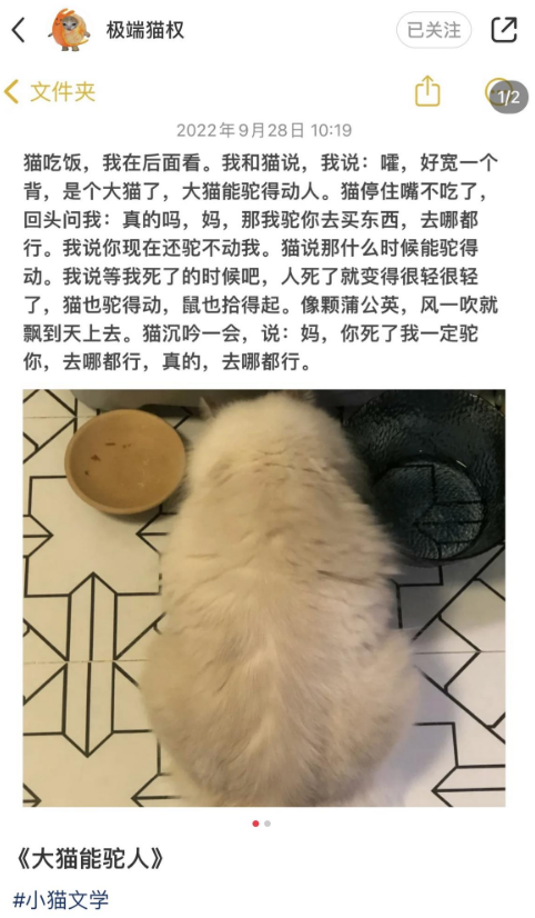 小猫文学梗出处含义